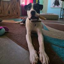 Thumbnail photo of Panda #2