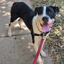 Thumbnail photo of Panda #3