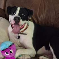 Thumbnail photo of Panda #4