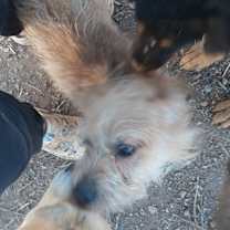 Thumbnail photo of Rudolph #3