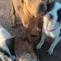 Thumbnail photo of Rudolph #4