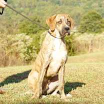 Thumbnail photo of Duke #4