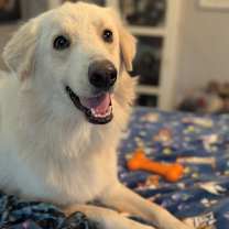 Thumbnail photo of Winston #4