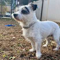 Thumbnail photo of Spencer (bonded Pair) #1