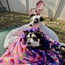 Thumbnail photo of Spencer (bonded Pair) #2