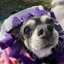 Thumbnail photo of Frida (bonded Pair) #1