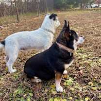 Thumbnail photo of Frida (bonded Pair) #3