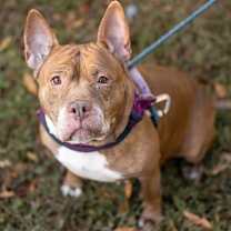 Thumbnail photo of Nala #1