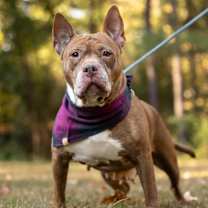 Thumbnail photo of Nala #2