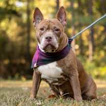 Thumbnail photo of Nala #3