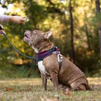 Thumbnail photo of Nala #4