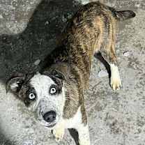 Thumbnail photo of Lennox #1