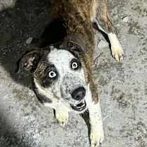 Thumbnail photo of Lennox #2