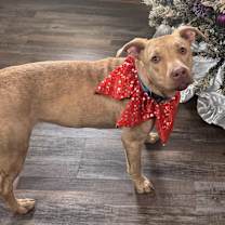 Thumbnail photo of Sandy #3