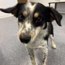 Thumbnail photo of Eddard (Ed) #1