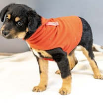 Thumbnail photo of Brandy #2