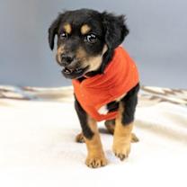 Thumbnail photo of Brandy #3