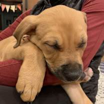 Thumbnail photo of Phoenix D6134 #4