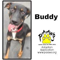 Thumbnail photo of Buddy #3