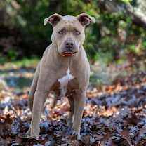 Thumbnail photo of Bruno #3