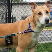 Thumbnail photo of Cody #2