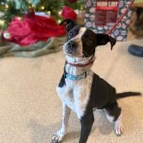 Thumbnail photo of Tyson #1