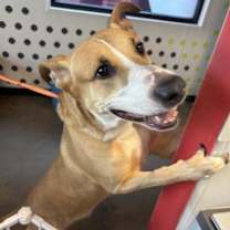 Thumbnail photo of Cody #3