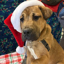 Thumbnail photo of Zeus #1