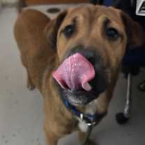 Thumbnail photo of Zeus #3