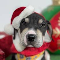 Thumbnail photo of Odie #1