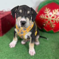 Thumbnail photo of Odie #2