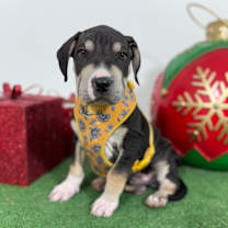 Thumbnail photo of Odie #3