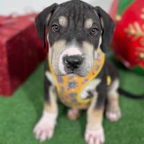 Thumbnail photo of Odie #4