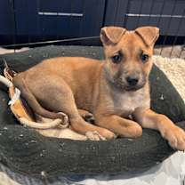 Thumbnail photo of Gurlie #1