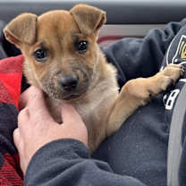 Thumbnail photo of Gurlie #2