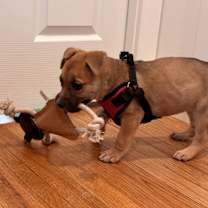 Thumbnail photo of Gurlie #3