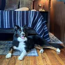 Thumbnail photo of Cosmo #1