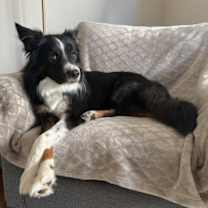 Thumbnail photo of Cosmo #2