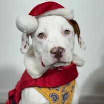 Thumbnail photo of Ronnie #1