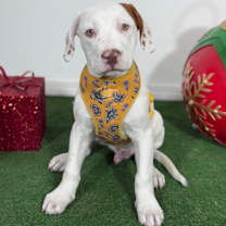 Thumbnail photo of Ronnie #3