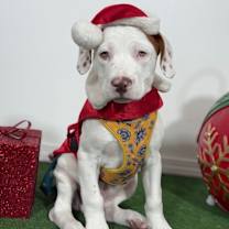 Thumbnail photo of Ronnie #4