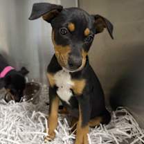 Thumbnail photo of Cotton Candy #1