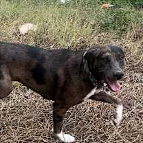 Thumbnail photo of Marlene OH #1