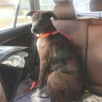 Thumbnail photo of Marlene OH #2