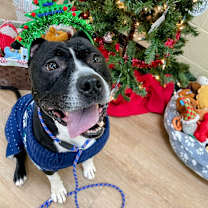 Thumbnail photo of Sebastian #1