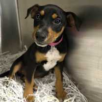 Thumbnail photo of Cotton Candy #2