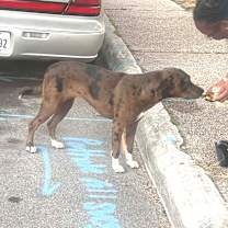 Thumbnail photo of Marlene OH #3