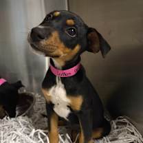 Thumbnail photo of Cotton Candy #3