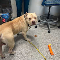 Thumbnail photo of Beast #2