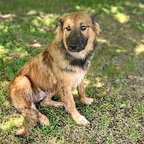 Thumbnail photo of Miley 25-12-067 #3